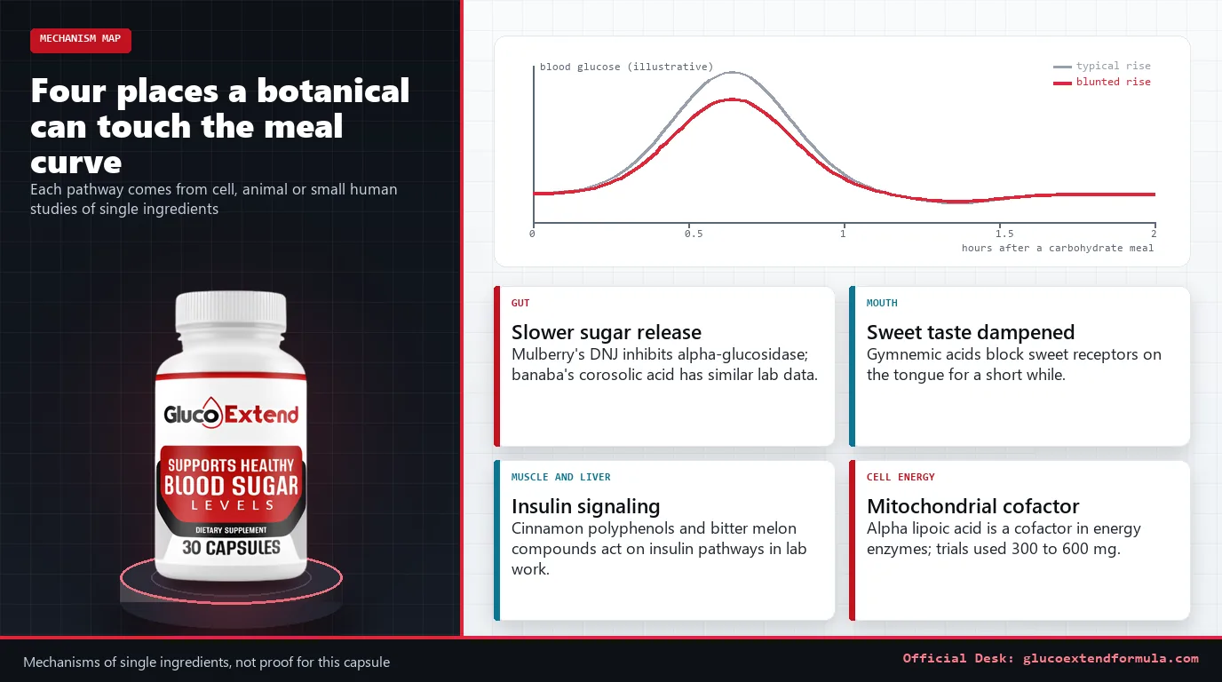 Gluco Extend bottle beside an illustrative after-meal glucose curve and four mechanism cards: gut, mouth, muscle and liver, cell energy